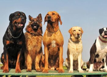 cachorros grandes