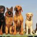 cachorros grandes