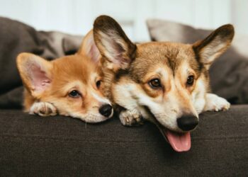 Os melhores nomes de cachorro curto, simples e que combine com a raça do seu pet