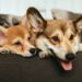 Os melhores nomes de cachorro curto, simples e que combine com a raça do seu pet