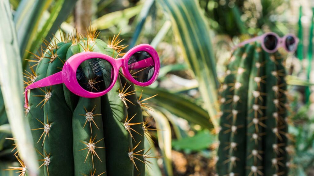 cactos resistentes ao calor