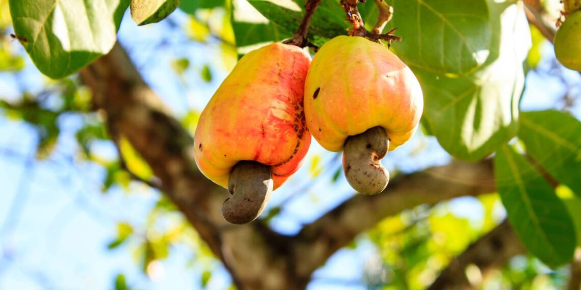 cajueiro com fruto