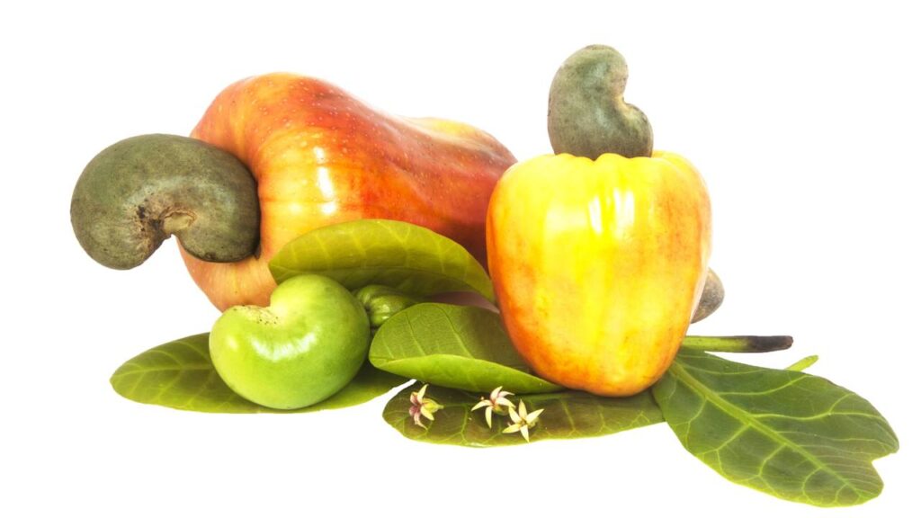 caju fruto
