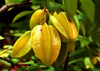 carambola fruta estrela