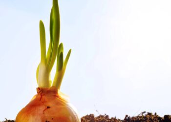 Plantio de cebola