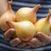 Semente ou bulbo? Conheça qual método produz cebola mais rápido no quintal