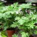 citronela planta repelente