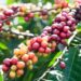 Tenha um pé de café abundante e saudável com dicas de jardinagem