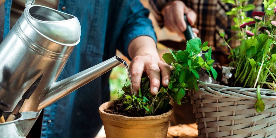 Como regar plantas corretamente no verão sem apodrecer as raízes