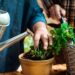 Como regar plantas corretamente no verão sem apodrecer as raízes