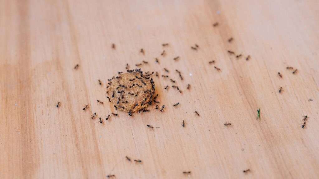 Por que as formigas invadem a casa no verão e como parar a infestação em 24 horas
