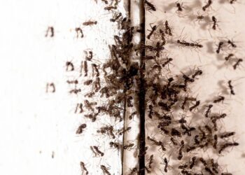 Por que as formigas invadem a casa no verão e como parar a infestação em 24 horas