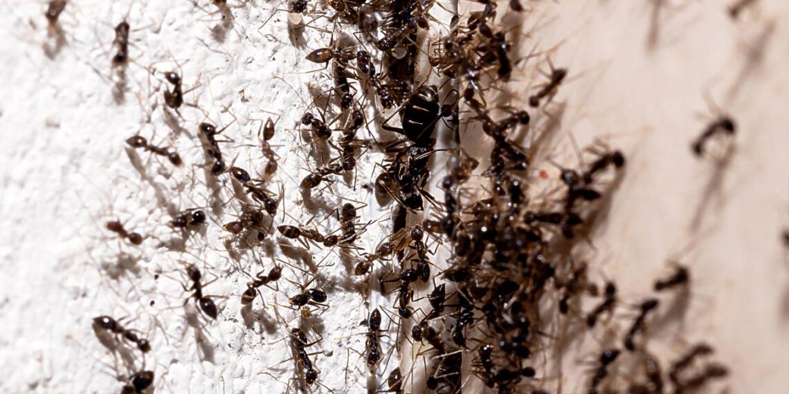 Formigas aglomeradas em um canto da casa