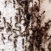 Formigas aglomeradas em um canto da casa