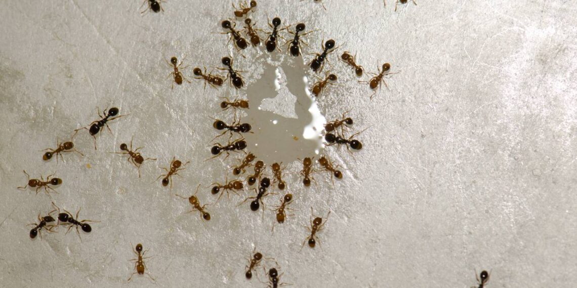 acabar com as formigas de casa com limão