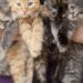 nomes para gatinhos bricalhões