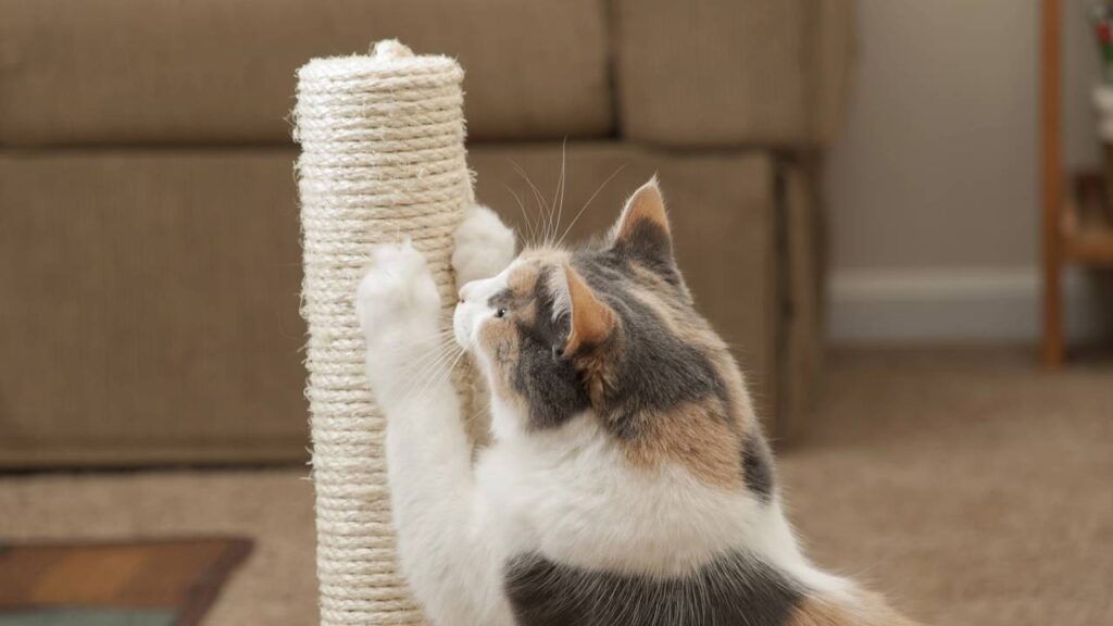 como fazer seu gato parar de arranhar o sofá
