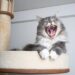como fazer seu gato parar de arranhar o sofá