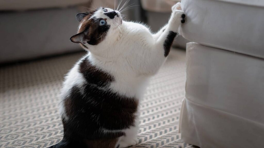 gatos arranhando sofá