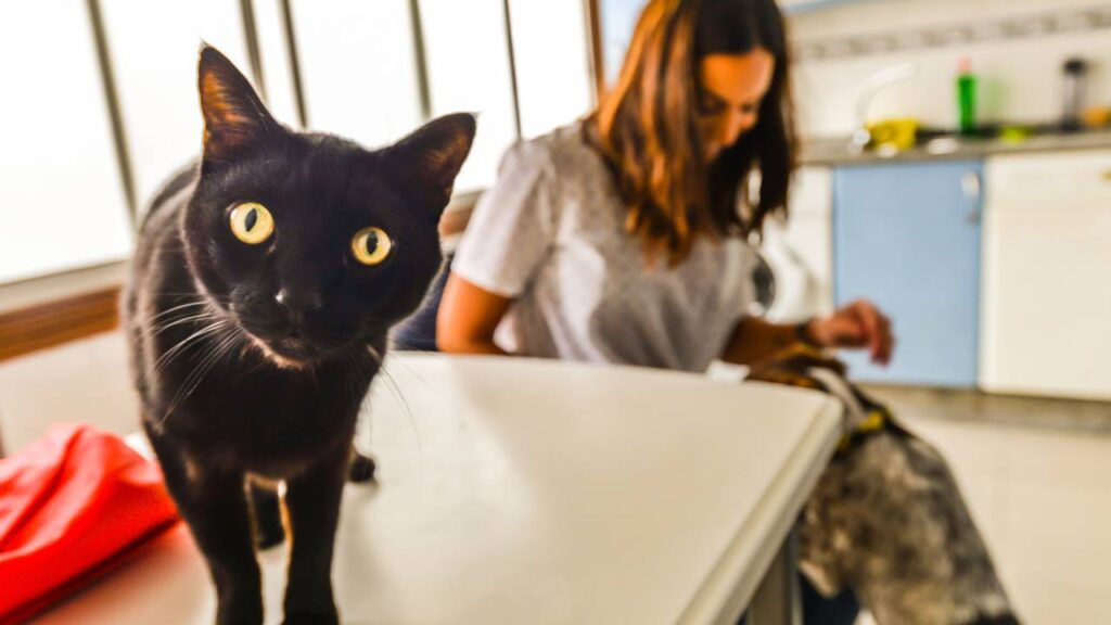 gato ciumento