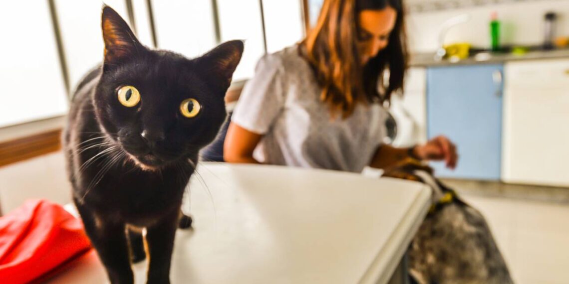 gato ciumento