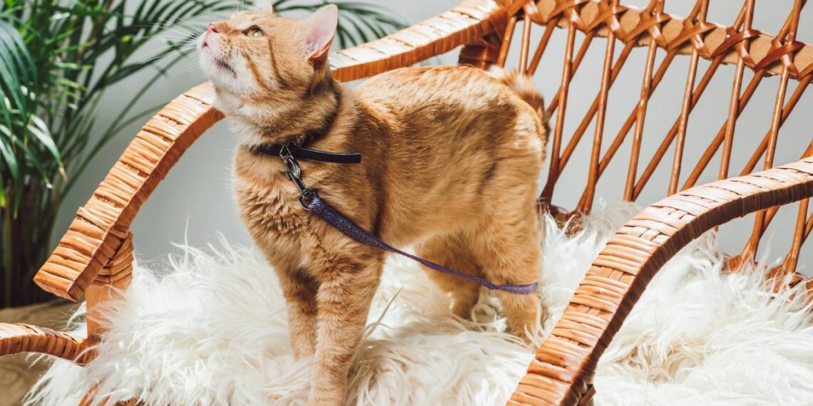 gatos usando coleira