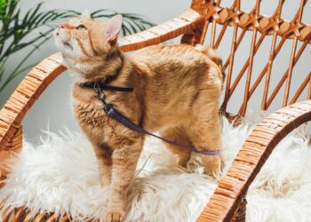 gatos usando coleira