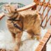 gatos usando coleira