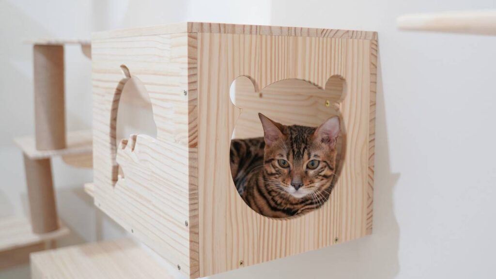 gato brincalhão
