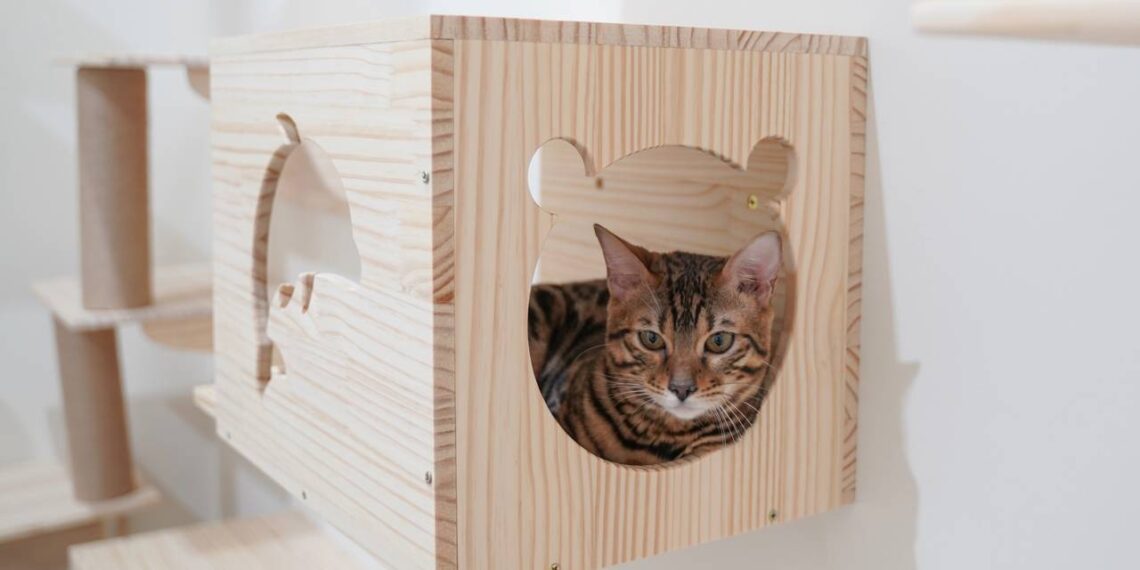 gato brincalhão