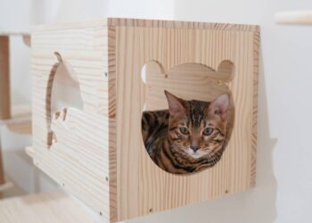gato brincalhão