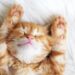 gato laranja filhote