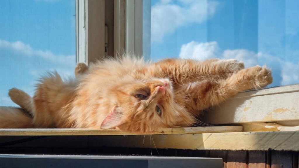 gatinho laranja