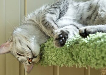 gatinho preguiçoso
