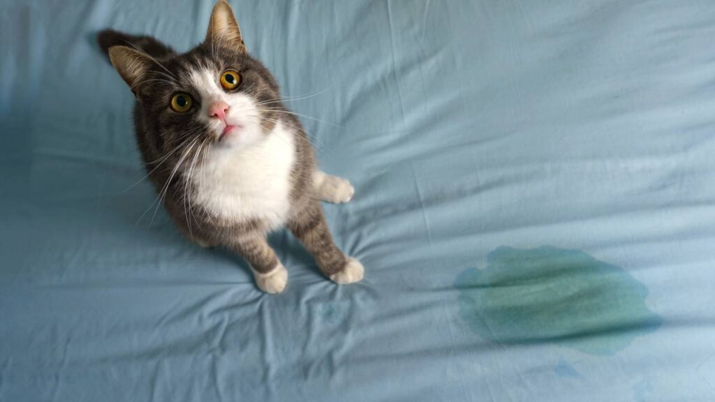 Gato fazendo xixi em lugar errado