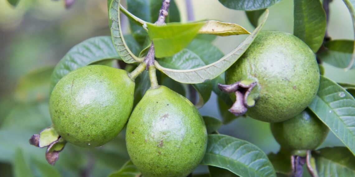 fruto da goiabeira