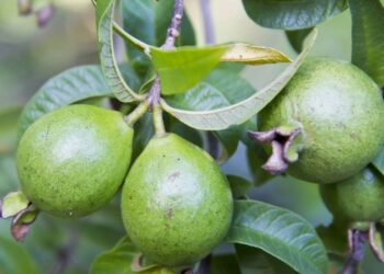 fruto da goiabeira