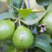 fruto da goiabeira