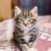Dicas para tutores iniciantes: como cuidar de um gato filhote sem dificuldade