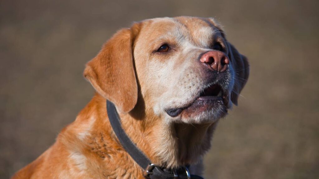 Saiba como preparar a casa e proteger seu pet, já que os fogos de artifício podem causar estresse em cães e gatos