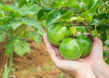 Plantação de maracujá em casa