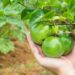 Plantação de maracujá em casa