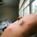 Basta uma folha para afastar mosquitos antes do pico do calor e do aumento dos pernilongos