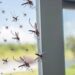 Truque infalível e barato para espantar mosquitos da casa
