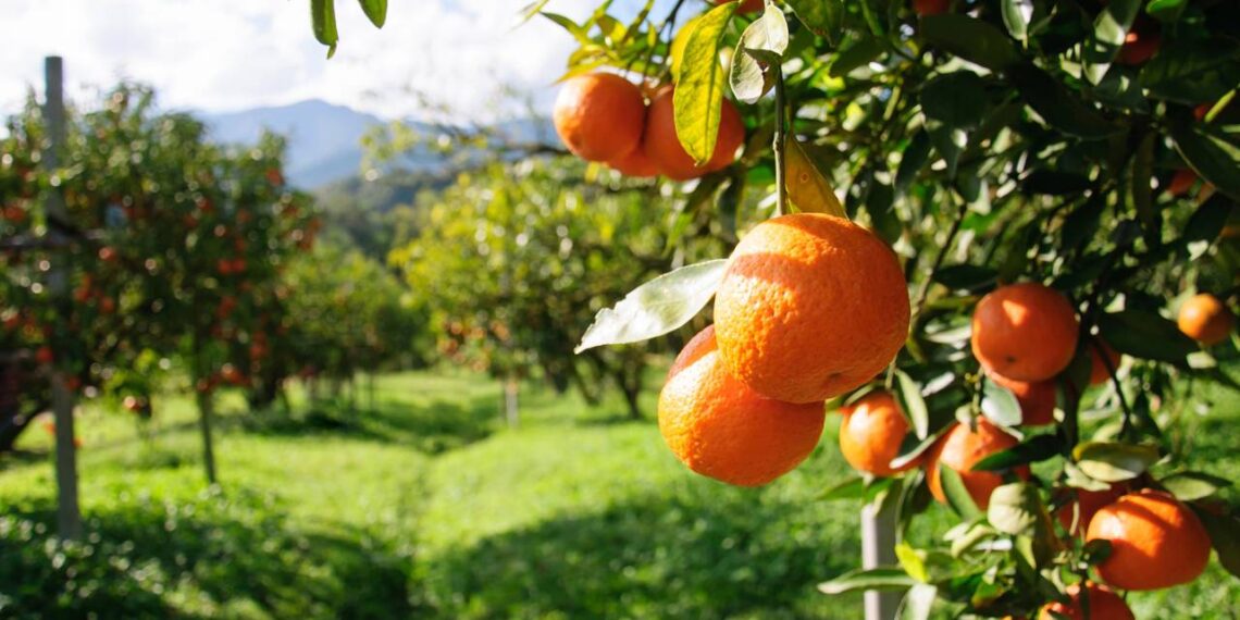 Veja como plantar um pé de laranja no quintal com dicas de jardinagem