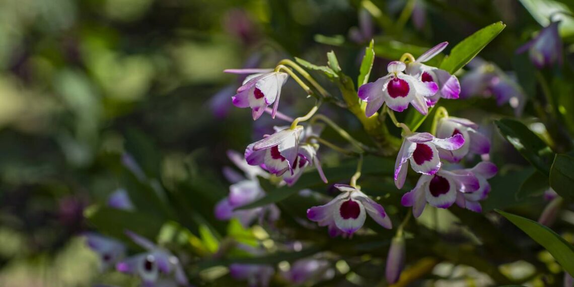 como cuidar da sua orquídea