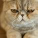 barulhos que irritam pets