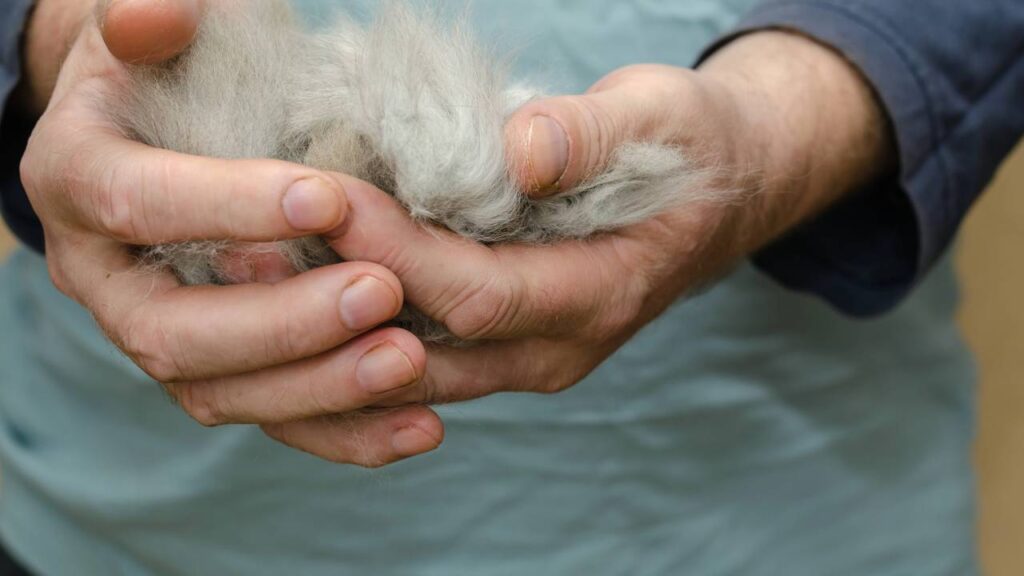 pelo de gato