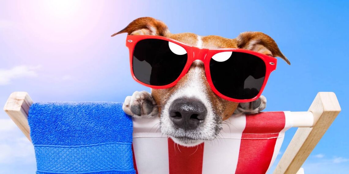 Como cuidar dos pets no calor intenso e proteger seu animal do calor e queimaduras