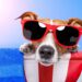 Como cuidar dos pets no calor intenso e proteger seu animal do calor e queimaduras